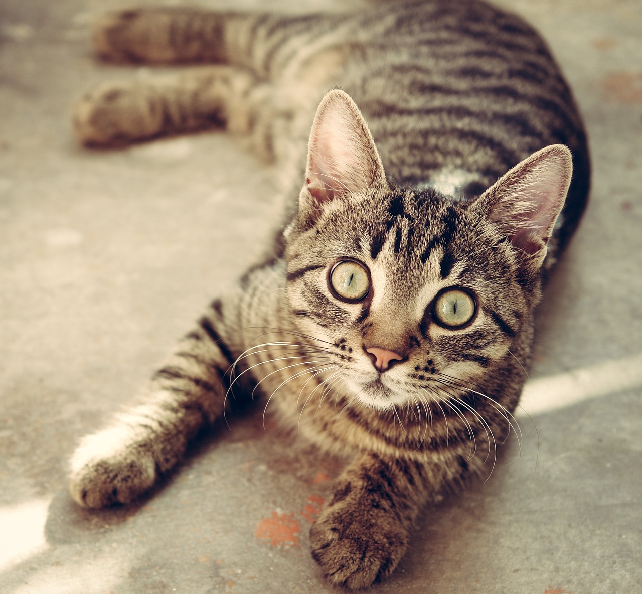 Understanding the Energetic Spirit of Tabby Cats